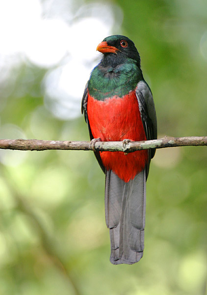 Slaty-tailed Trogon