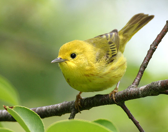 Yellow Warbler