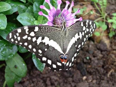 Butterfly 2