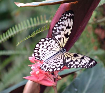 Butterfly 3