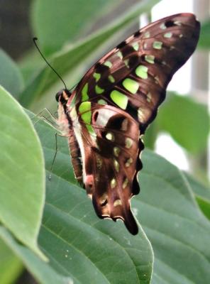 Green butterfly