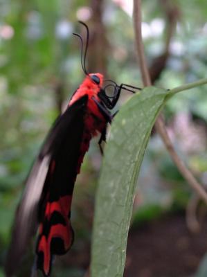 Moth