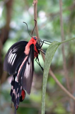 Moth 2