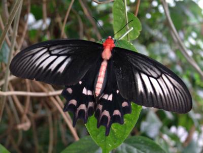 Moth 4
