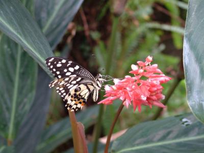 Butterfly 6