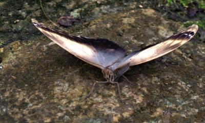 Butterfly 7