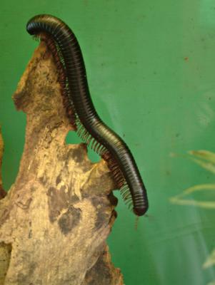 Millipede