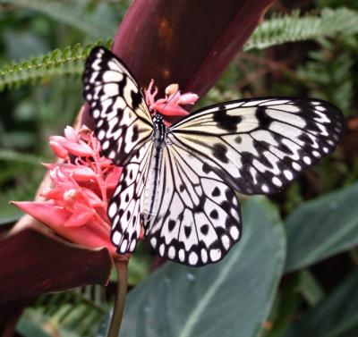 Butterfly 5.jpg