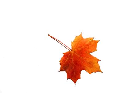 19 Senescence.