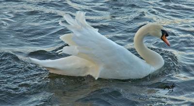 131 Swan.