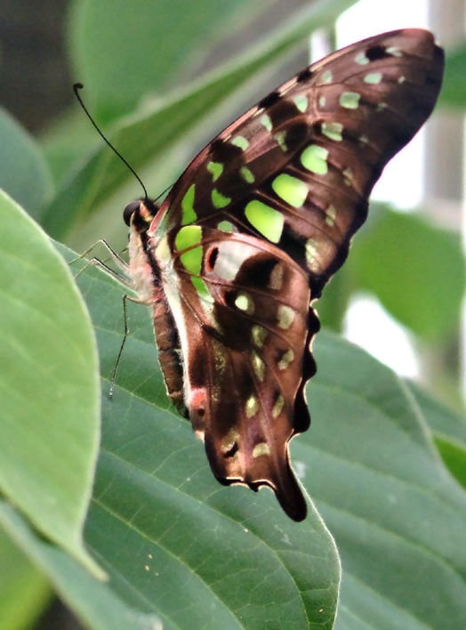 Green butterfly