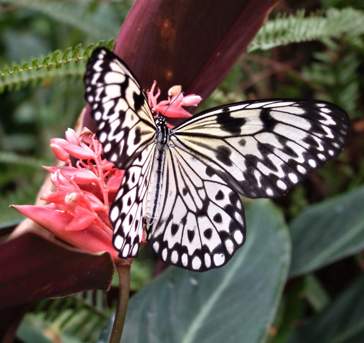 Butterfly 5.jpg