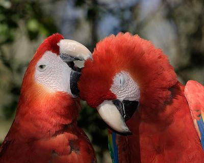 Scarlet Macaws grooming