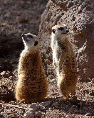 Meerkat Lookouts