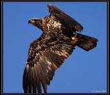 Bald eagle