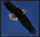 Bald eagle