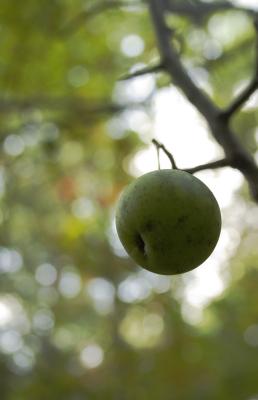CRW_9131.jpg