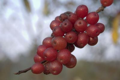 CRW_9254.jpg