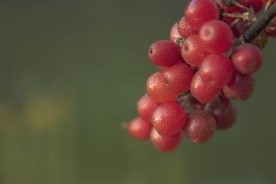 CRW_9261.jpg