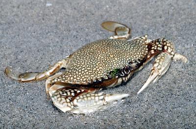 Calico Crab