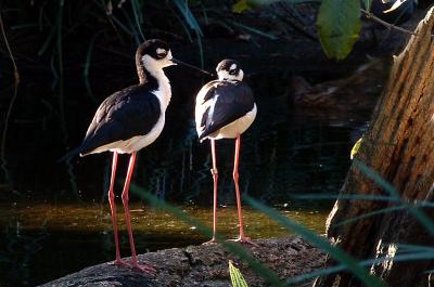 Sunlit birds