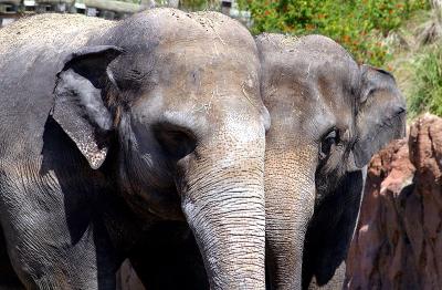 Snuggling Elephants