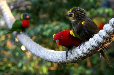 Lorikeets