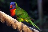 Lorikeet