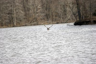 eagle fishing hbg lake.jpg