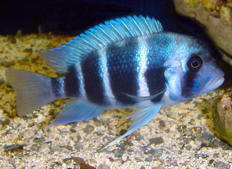 Cyphotilapia frontosa - Mpimbwe Blue