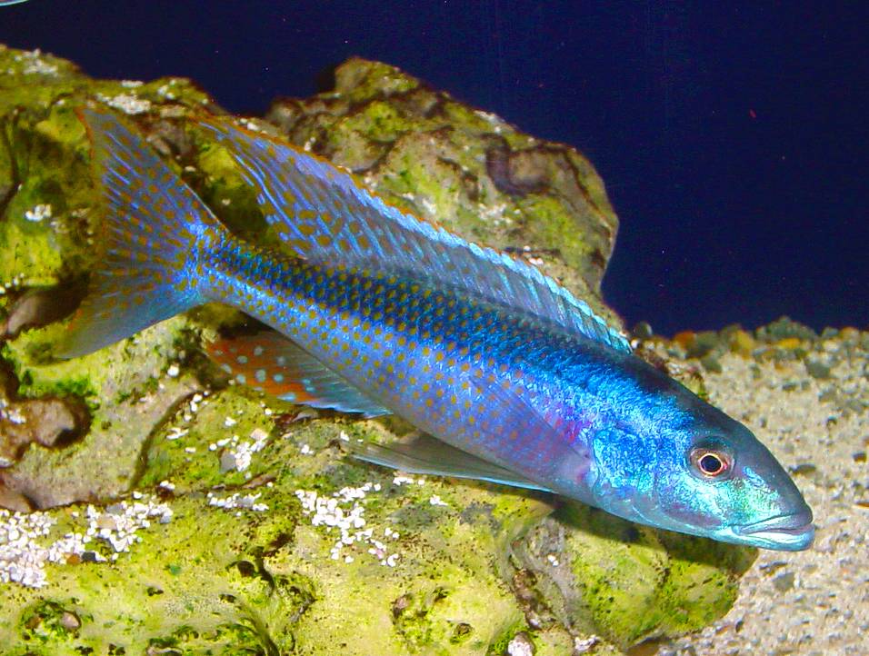 Champsochromis caeruleus