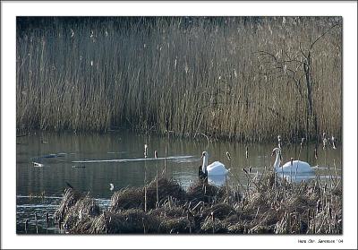 Swan Lake