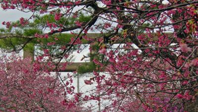 February cherry blossoms at Nakijin Castle