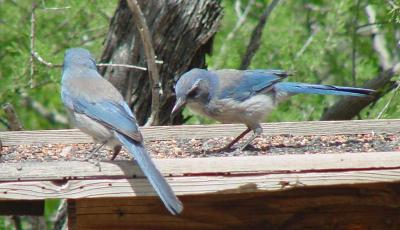 Western Scrub Jay