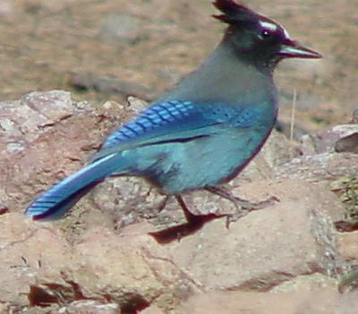 Steller's Jay