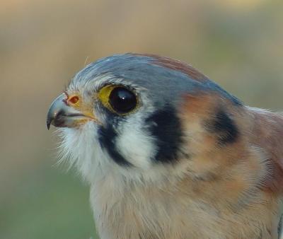 American Kestrel male