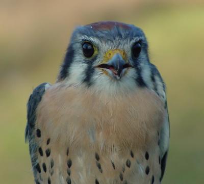 American Kestrel male