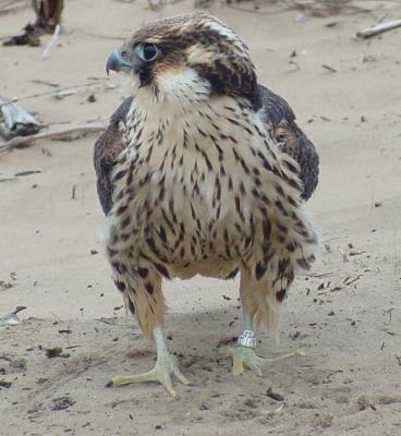 Peregrine Falcon juvenile female