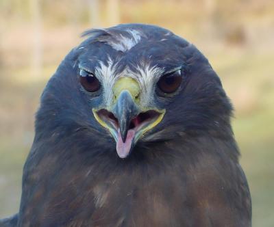 Red-tailed Hawk adult