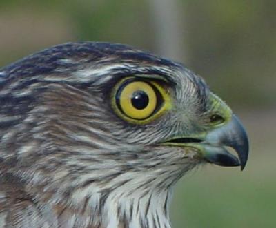 Sharp-shinned Hawk juvenile female