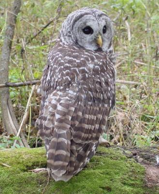 Barred Owl