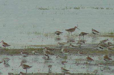 Shorebirds on Pea Island