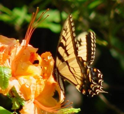 Tiger Swallowtail om flame azalea