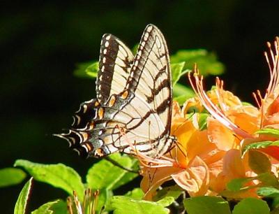 Tiger Swallowtail om flame azalea