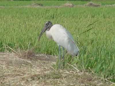 u42/helmutnc/medium/39732248.wstork.jpg