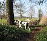 Joop's Dog Log - Thursday Mar 25