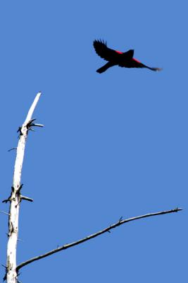 Img_0369Red-Winged Blackbird.jpg