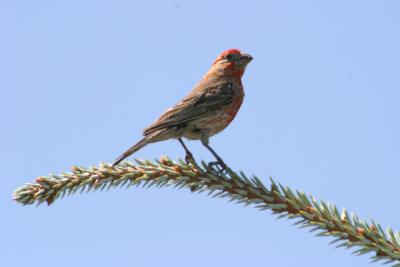 Img_5667 House Finch.jpg