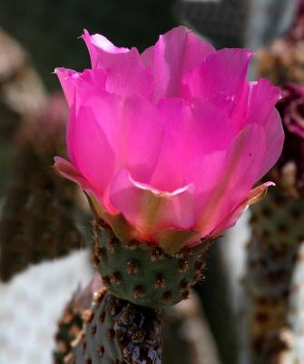 IMG_3878 borrego.jpg