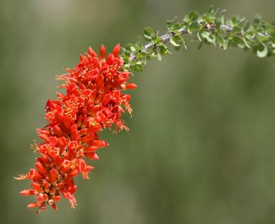 IMG_3880 borrego.jpg